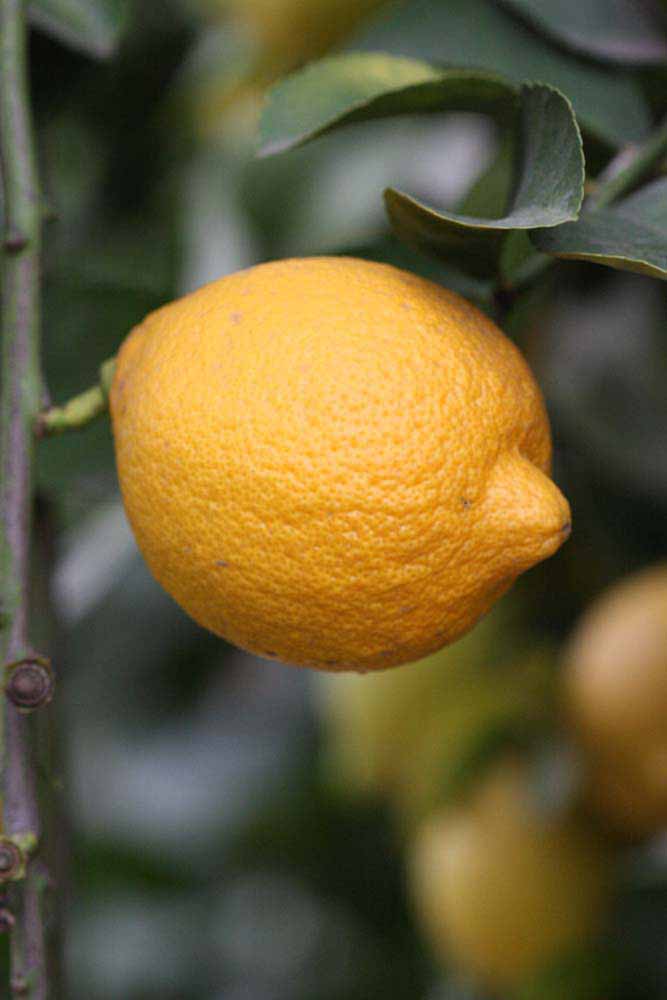            Fruit (Limoneira 8-A, Riverside, CA)   